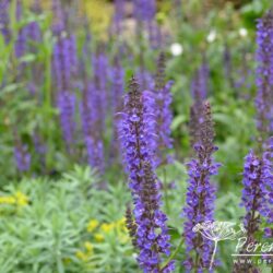 Salvia sylvestris Mainacht