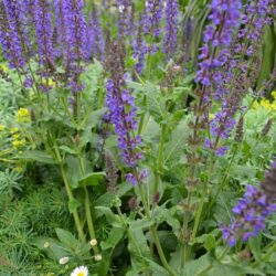 Salvia sylvestris Mainacht