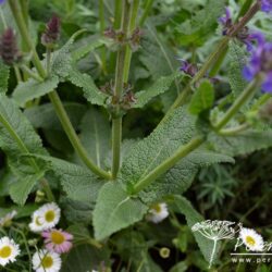 Salvia sylvestris Mainacht