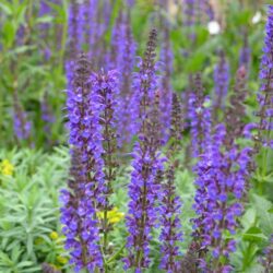 Salvia sylvestris Mainacht