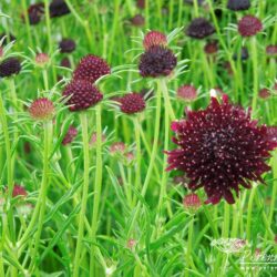 Scabiosa atropurpura Chile Black