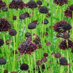 Scabiosa atropurpura Chile Black