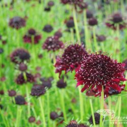 Scabiosa atropurpura Chile Black