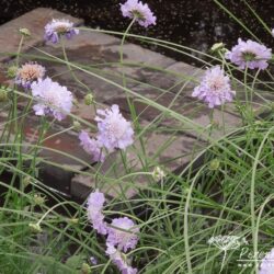 Scabiosa columbaria Butterfly Blue