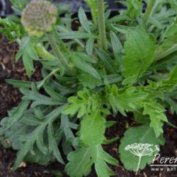 Scabiosa columbaria Butterfly Blue