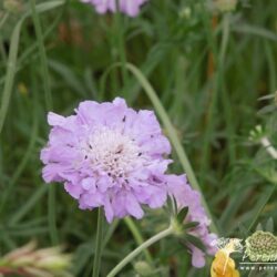 Scabiosa columbaria Butterfly Blue