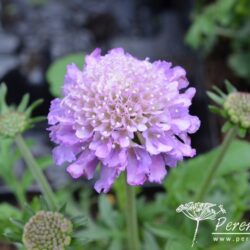 Scabiosa columbaria Butterfly Blue