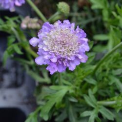 Scabiosa columbaria Butterfly Blue