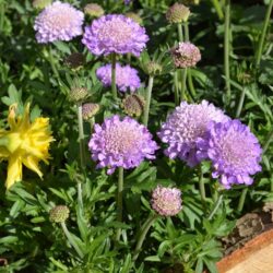 Scabiosa columbaria Butterfly Blue