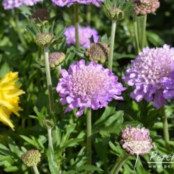 Scabiosa columbaria Butterfly Blue