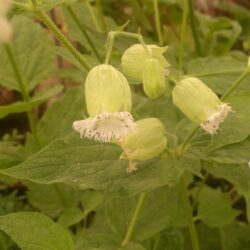 Silene fimbriata