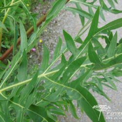 Silphium laciniatum