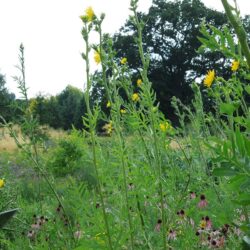 Silphium laciniatum