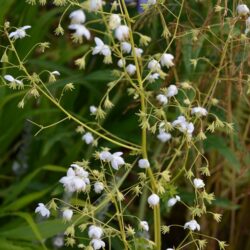 Thalictrum delavayi Album