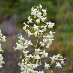 Thalictrum delavayi Album