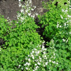 Thalictrum delavayi Album