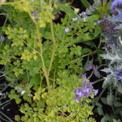 Thalictrum delavayi Album