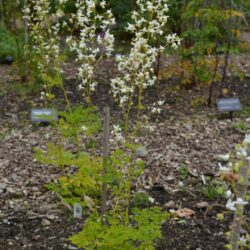 Thalictrum delavayi Album