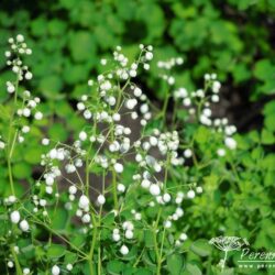 Thalictrum delavayi Album