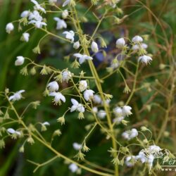 Thalictrum delavayi Album