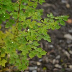 Thalictrum delavayi Album