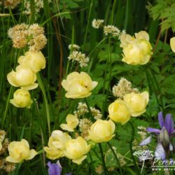 Trollius x cultorum Alabaster