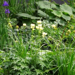 Trollius x cultorum Alabaster