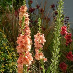 Verbascum Carribean Crush