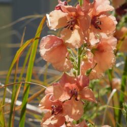 Verbascum Carribean Crush