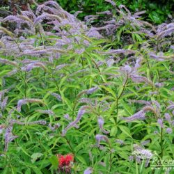 Veronicastrum virginicum Pointed Finger