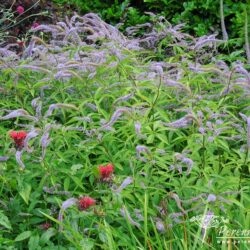 Veronicastrum virginicum Pointed Finger