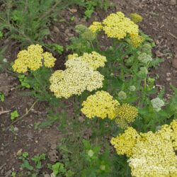 Achillea Credo