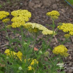 Achillea Credo