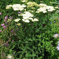 Achillea Credo