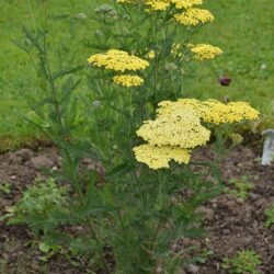 Achillea Credo