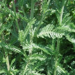 Achillea Credo