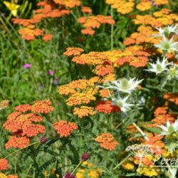 Achillea Walter Funcke