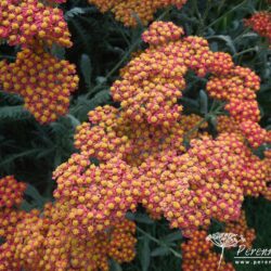 Achillea Walther Funcke