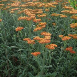 Achillea Walther Funcke