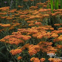 Achillea Walther Funcke