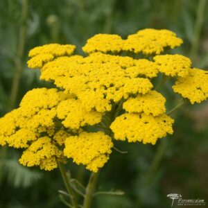 Achillea filipendulina 'Cloth of Gold'