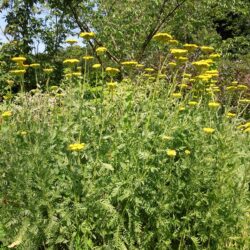 Achillea filipendulina Cloth of Gold