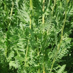 Achillea filipendulina Cloth of Gold