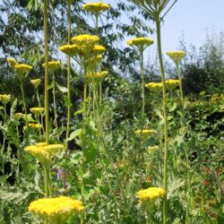 Achillea filipendulina Cloth of Gold