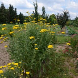 Achillea filipendulina 'Cloth of Gold