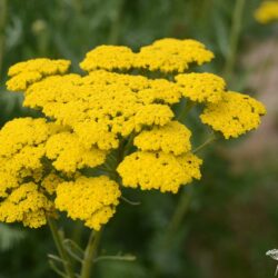 Achillea filipendulina 'Cloth of Gold