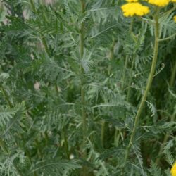 Achillea filipendulina 'Cloth of Gold