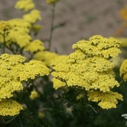 Achillea filipendulina 'Credo'