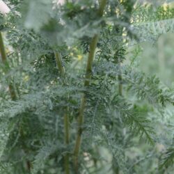 Achillea filipendulina 'Credo'