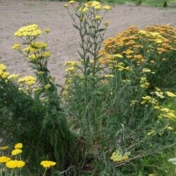 Achillea filipendulina 'Credo'